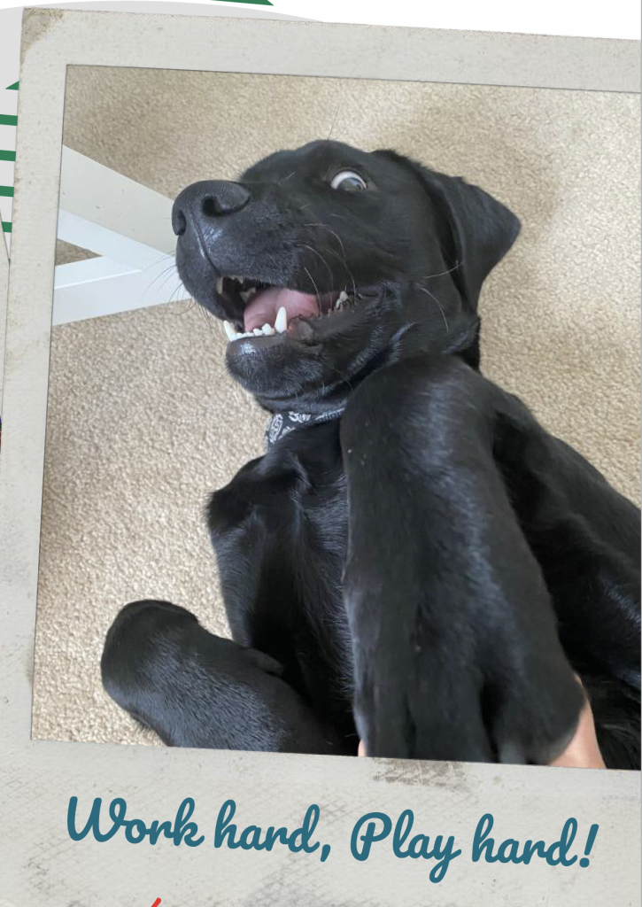 Black Assistance dog rolled over and being goofy.
